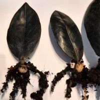 Zamioculcas raven / Stecklinge Bayern - Kirchseeon Vorschau