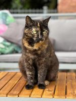 Katze Amy gesucht Rheinland-Pfalz - Römerberg Vorschau