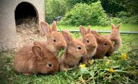 Deutsche Riesen Kaninchen Kaninchenbabys Hasen Nordrhein-Westfalen - Freudenberg Vorschau