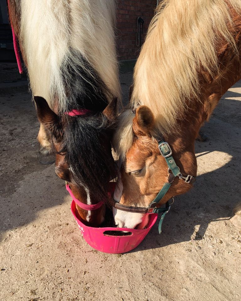 Reitabzeichen / WRA 3/ WRA 4 / PFU / Westernreiten in Kiel