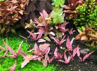 Cryptocoryne ‚Flamingo‘ Rosa Wasserkelch AquaScaping Rarität Nürnberg (Mittelfr) - Oststadt Vorschau