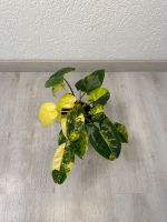 Philodendron Burle Marx Variegata Nordrhein-Westfalen - Uedem Vorschau