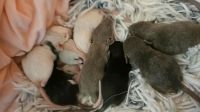 Rattenbabys suchen ein wunderschönes zuhause /handzahm Wandsbek - Hamburg Rahlstedt Vorschau
