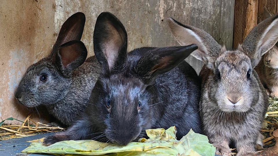 3 Kaninchen (1x schwarz 2x braun) in Köln