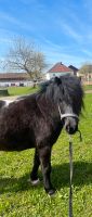 Pony Shetty Stute Bayern - Pocking Vorschau