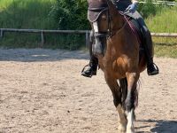 Tolle Warmblutstute braun mit Abzeichen 2008 Baden-Württemberg - Mannheim Vorschau