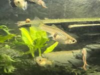 Guppybabys und Jungfische 5=2€ Kreis Pinneberg - Halstenbek Vorschau