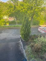 Nadel- und Laubbäume, sowie Sträucher zu verschenken Hessen - Mörlenbach Vorschau