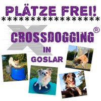 Crossdogging in Goslar Niedersachsen - Goslar Vorschau