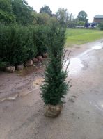 Taxus baccata - Eibe 100/125cm - immergrüne Heckenpflanzen Hessen - Dreieich Vorschau