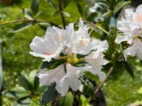 Rhododendron im Topf weiß Bremen - Osterholz Vorschau
