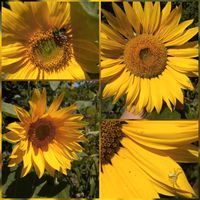 Gelbe Sonnenblume (Helianthus annus) Samen Baden-Württemberg - Ahorn Vorschau