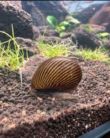 Zebra Rennschnecken Aquarium Schnecken Bielefeld - Joellenbeck Vorschau