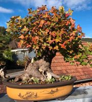 Bonsai  Acer Monspesolanum,Felsenahorn, Burgenahorn Rheinland-Pfalz - Dahn Vorschau