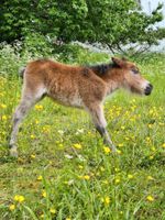 Shetty Hengst, Pony, Shettyhengst, Shetlandpony Nordrhein-Westfalen - Erftstadt Vorschau