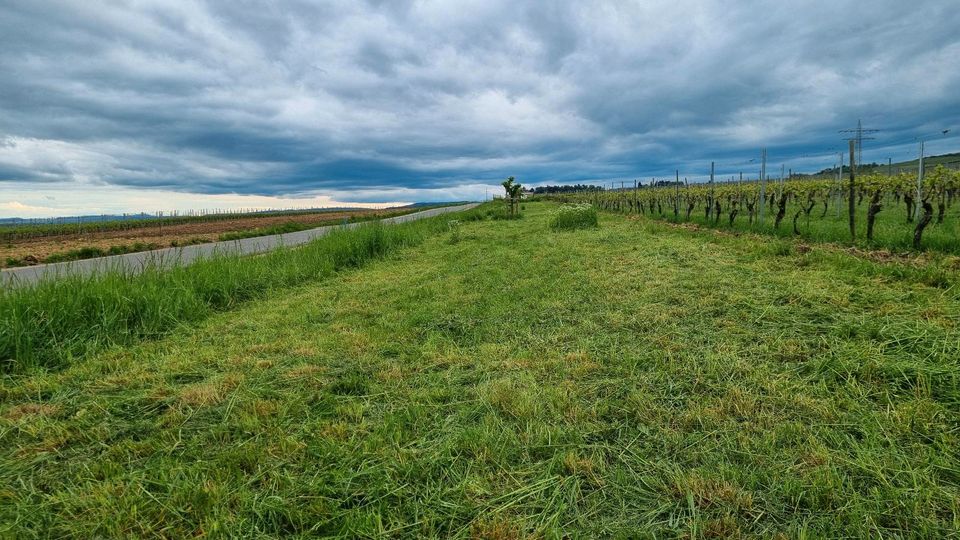 Wiese/Acker zu verpachten Gemarkung Mittelheim in Oestrich-Winkel