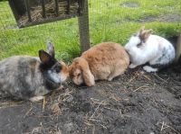 Kaninchen 3 Stück + Gehege Niedersachsen - Lemwerder Vorschau