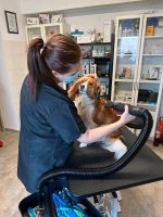 Hundefriseur/in m/w/d Groomer gesucht Nordrhein-Westfalen - Unna Vorschau