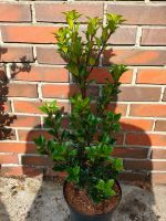 Ilex meservae Heckenstar Stechpalme No Thuja Lorbeer Niedersachsen - Edewecht Vorschau