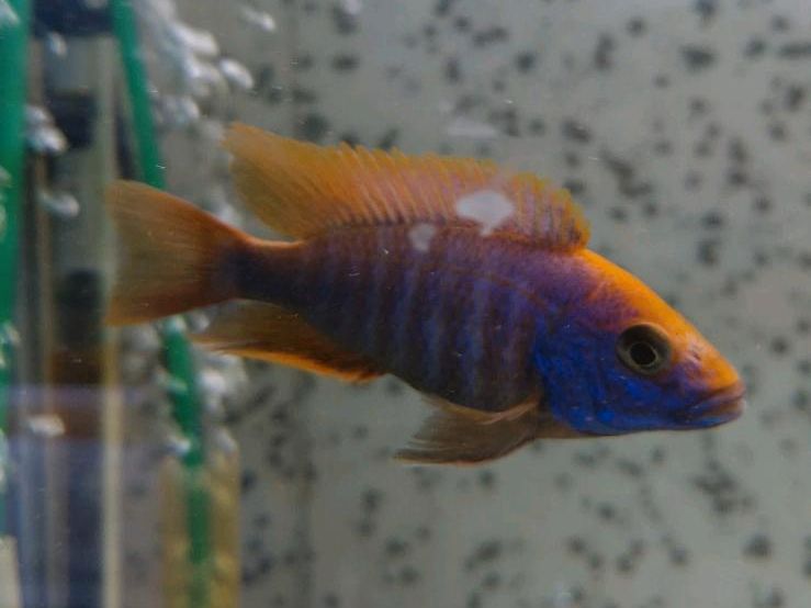 Malawi Sciaenochromis Ahli Sunset aus Hobby 10-13cm in Mannheim