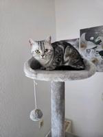 BKS Katze Mädchen Baden-Württemberg - Zell Vorschau