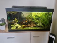 Aquarium + Fische Thüringen - Hildburghausen Vorschau