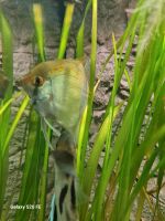 2 Skalare Skalar Fische Aquarium Niedersachsen - Oldenburg Vorschau