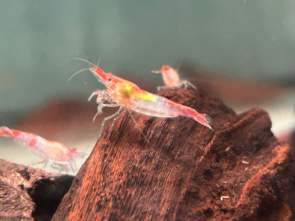 Red Rili Garnelen Neocaridina davidi rote Rili Garnele in Rangendingen