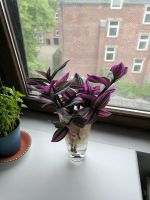 Ableger meiner lila Pflanze Tradescantia zebrina "Zebrakraut" Aachen - Aachen-Mitte Vorschau