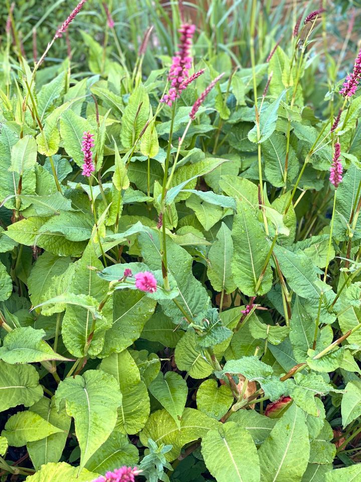 Kerzenknöterich aus meinem Naturgarten in Hamburg