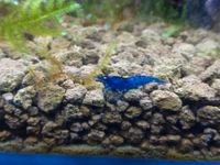 10 St. Garnelen 25 Euro Neocaridina Blue Dream Nordrhein-Westfalen - Soest Vorschau