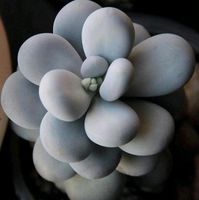 Sukkulente Pachyphytum oviferum "Mondstein" Hessen - Großkrotzenburg Vorschau