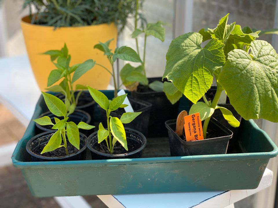 Bio Gemüsepflanzen Hofladen mit SB Kasse, 3 Pflanzen 10 € in Bückeburg