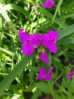 Pflanze: Dreimasterblume, pink ,mehrjährig Baden-Württemberg - Heidelberg Vorschau