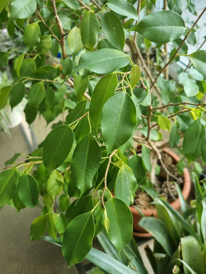 Ficus Benjamini über 140 cm hoch / 30 Jahre in Liederbach