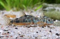 Marmorierter Panzerwels, Corydoras paleatus, DNZ ab 3,00€ Niedersachsen - Selsingen Vorschau