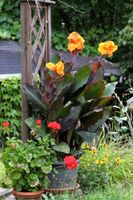 Indisches Blumenrohr Canna Wyoming Kübel, Beet Sachsen - Oderwitz Vorschau