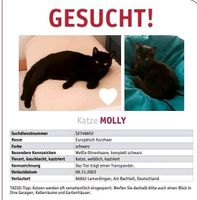 VERMISST!!! Schwarze Katze, registriert Bayern - Lamerdingen Vorschau