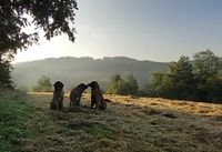 Natur/ Freigeist/ Tinyhäuser/ Grundstück Nordrhein-Westfalen - Niederkassel Vorschau