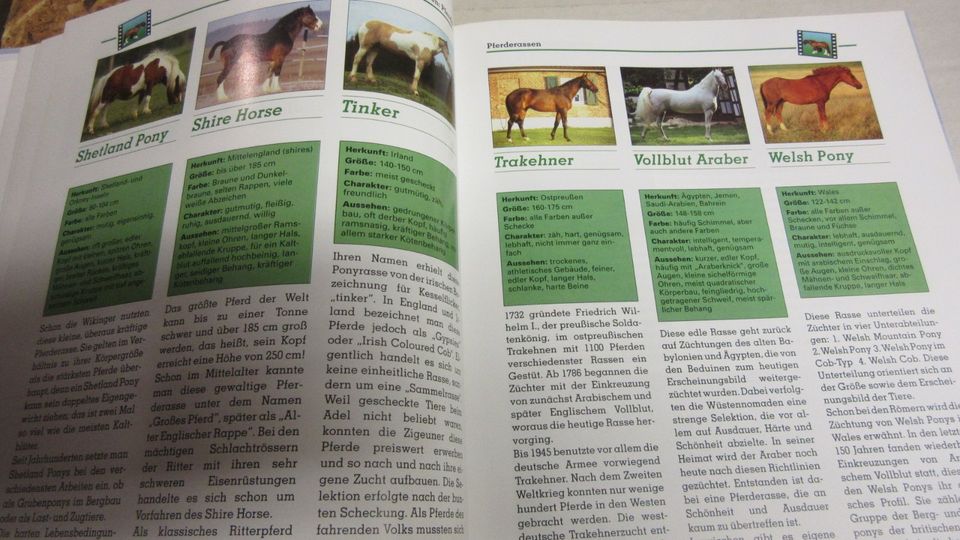 Pferde Ponys Reiten Pferdezucht in Schönbach