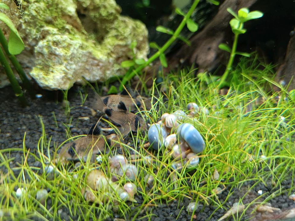 5 Posthornschnecken Babys in Bisingen