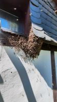 Ich fange Bienenschwarm Bienen KOSTENLOS ein Nordrhein-Westfalen - Kürten Vorschau