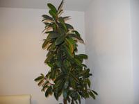Zimmerpflanze Gummibaum Ficus Robusta 2,25 m hoch Rheinland-Pfalz - Mainz Vorschau