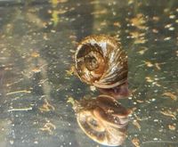 Schnecken Posthornschnecke Thüringen - Rudolstadt Vorschau