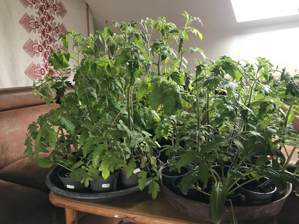 Tomatenpflanzen Gemüsepflanzen in Wehrheim