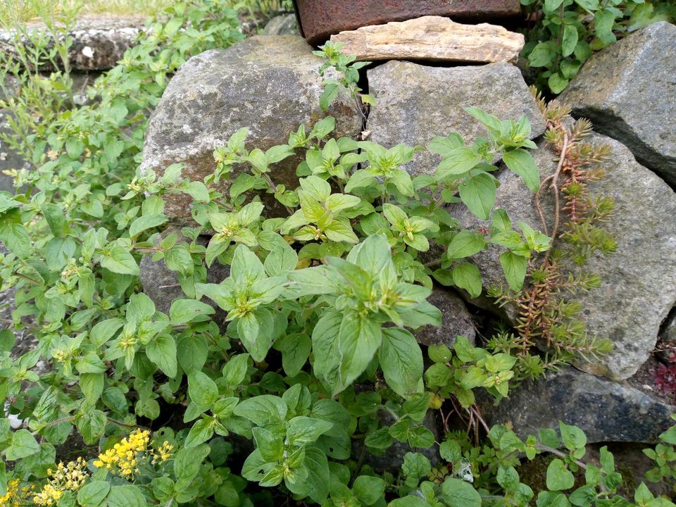 Oregano Pflanzen Ableger italienische Kräuter Garten in Wallenhorst