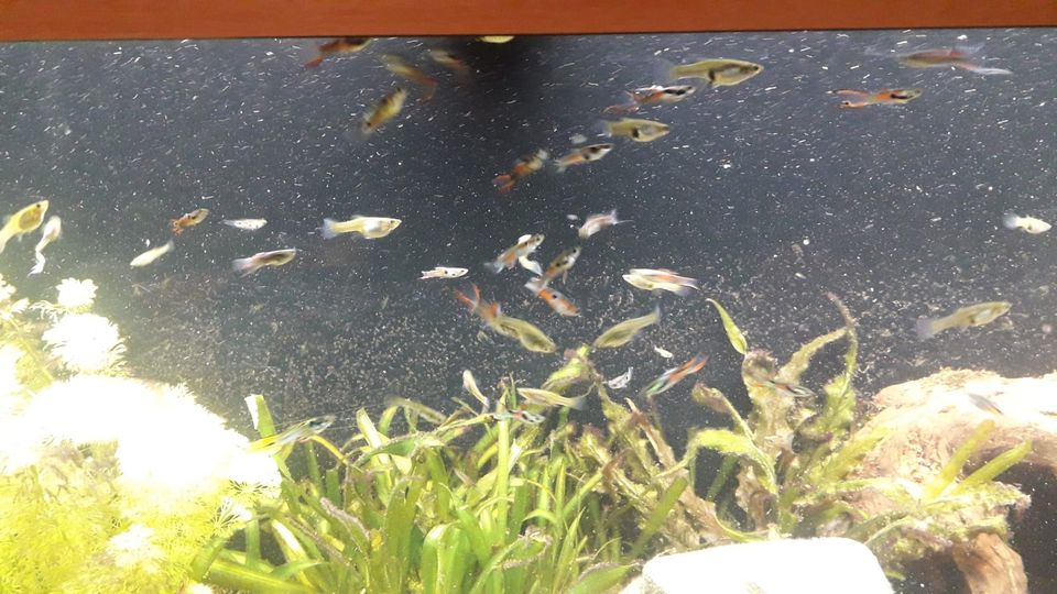 Fische Guppys abzugeben in Mülheim (Ruhr)