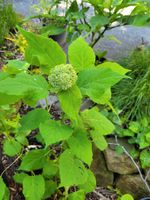 Schneeball-Hortensie Hydrangea arborescens Annabelle Nordrhein-Westfalen - Recklinghausen Vorschau