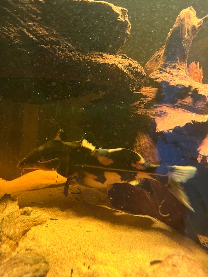 3 harlequin lancer catfish (bagroides melapterus in Wiesbaden