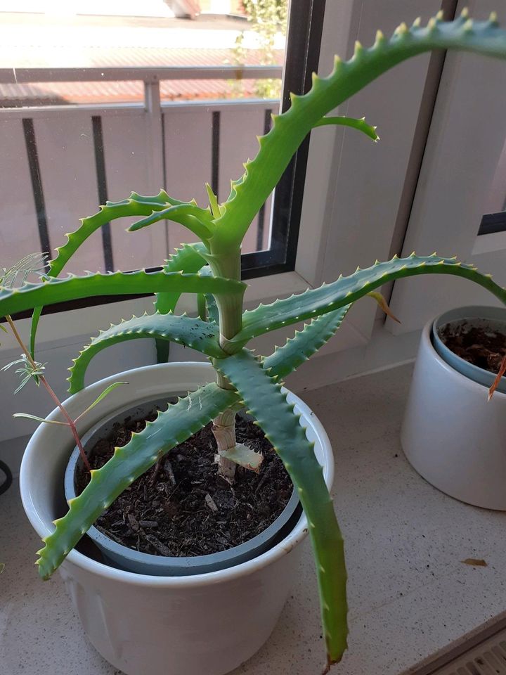 Aloe. Pflanze in Gehrde